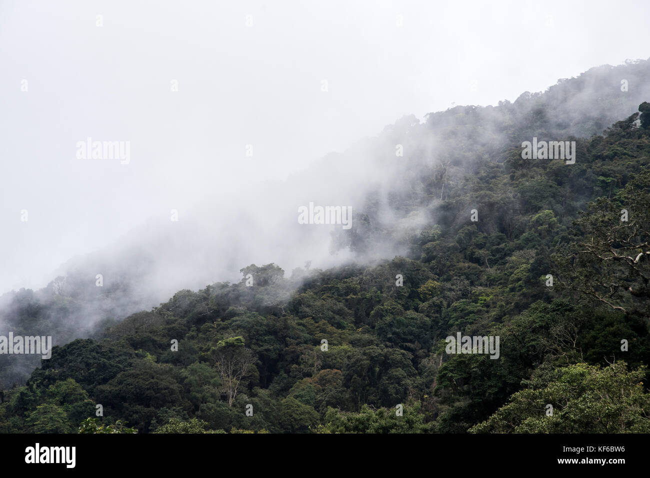 Wenn Wolken den Berg über einen schönen grünen Wald in Genting Highlands in Malaysia. Stockfoto
