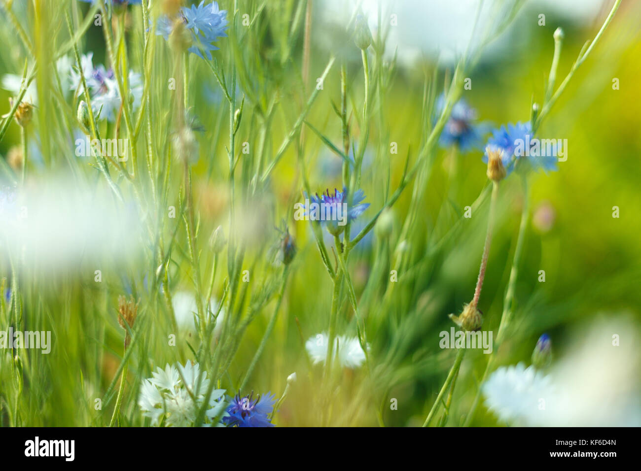 Verträumt schönen Hintergrund mit Wiese mit Blumen Stockfoto