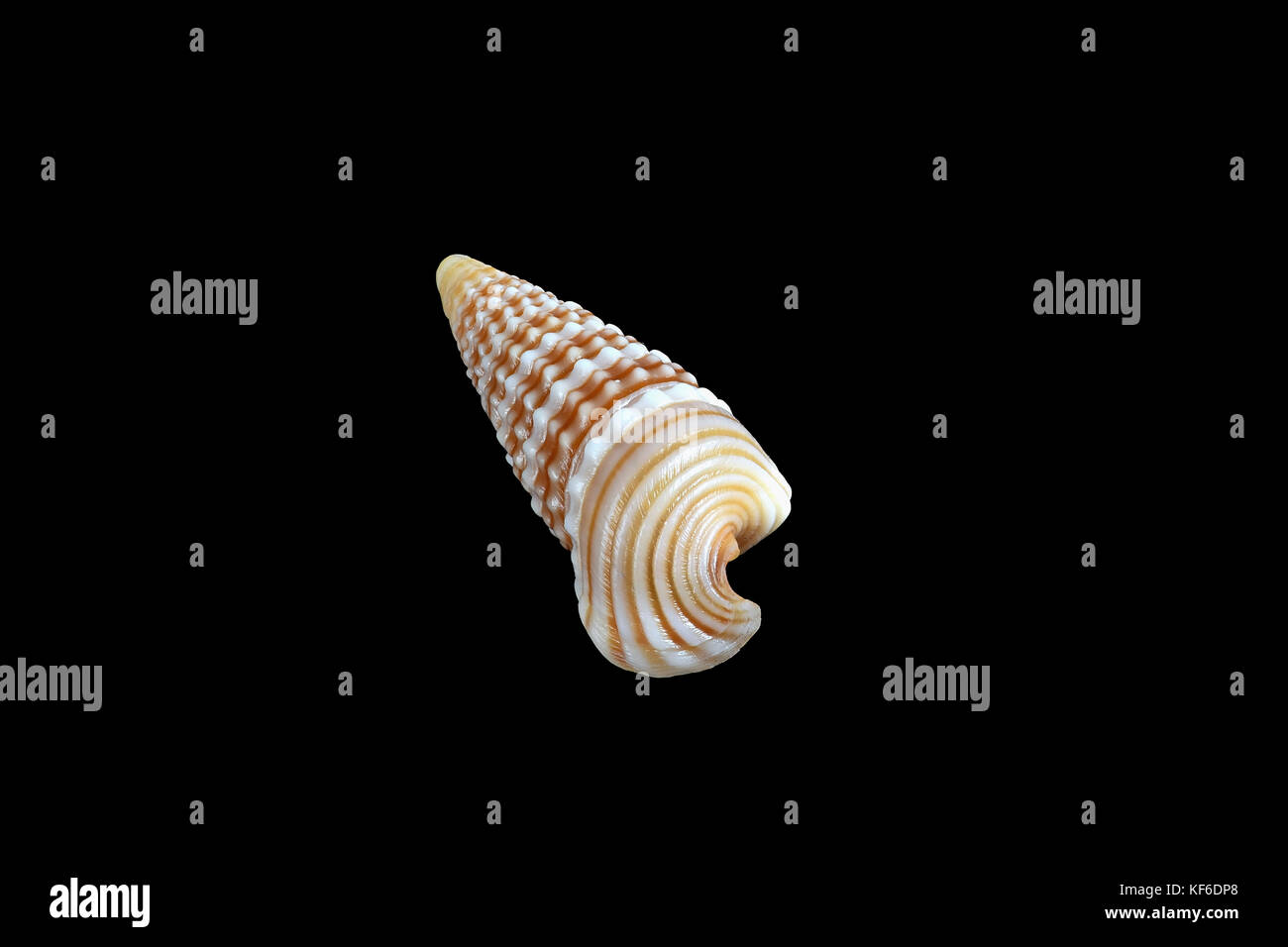 Girdled horn Schnecke (Cerithidea (Cerithideopsilla) Cingulata) Auf schwarzem Hintergrund, Dubai, Vereinigte Arabische Emirate. L2,4xW 1 x 0,75 cm Stockfoto