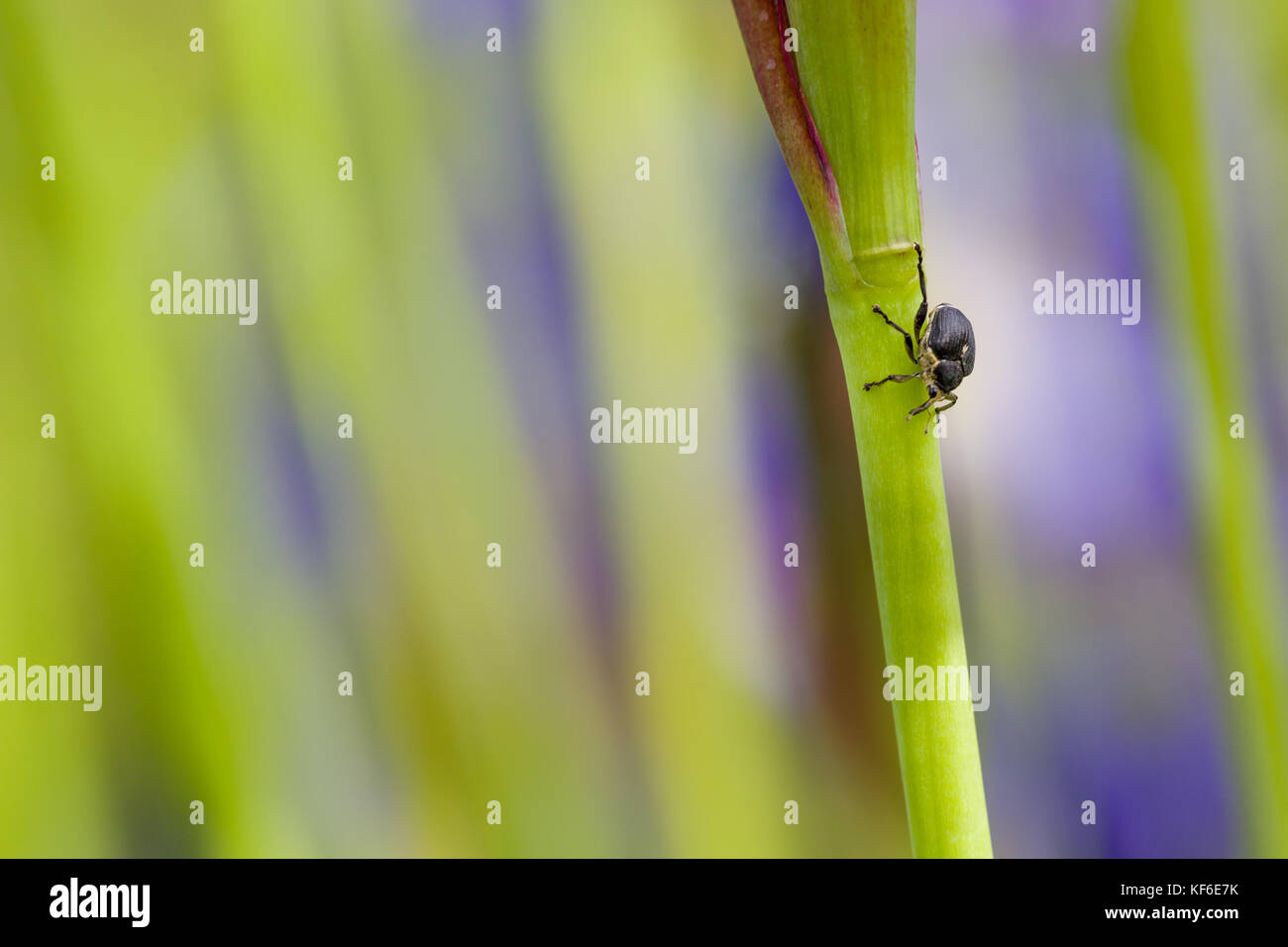 Nahaufnahme der Rüsselkäfer Schnauze Käfer besuchen im Frühjahr vor der natürlichen grünen Hintergrund Iris pumila sibirische Iris mit Copyspace. selektive Fokus.sh Stockfoto