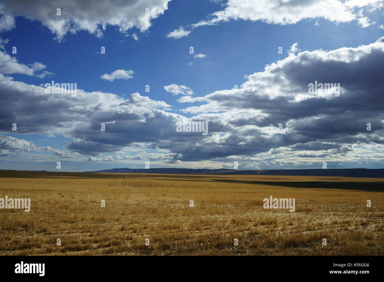 Bei der Getreideernte Ackerland entlang der Autobahn 2 östlich von Wenatchee in der Nähe von Waterville, Washington State, USA Stockfoto