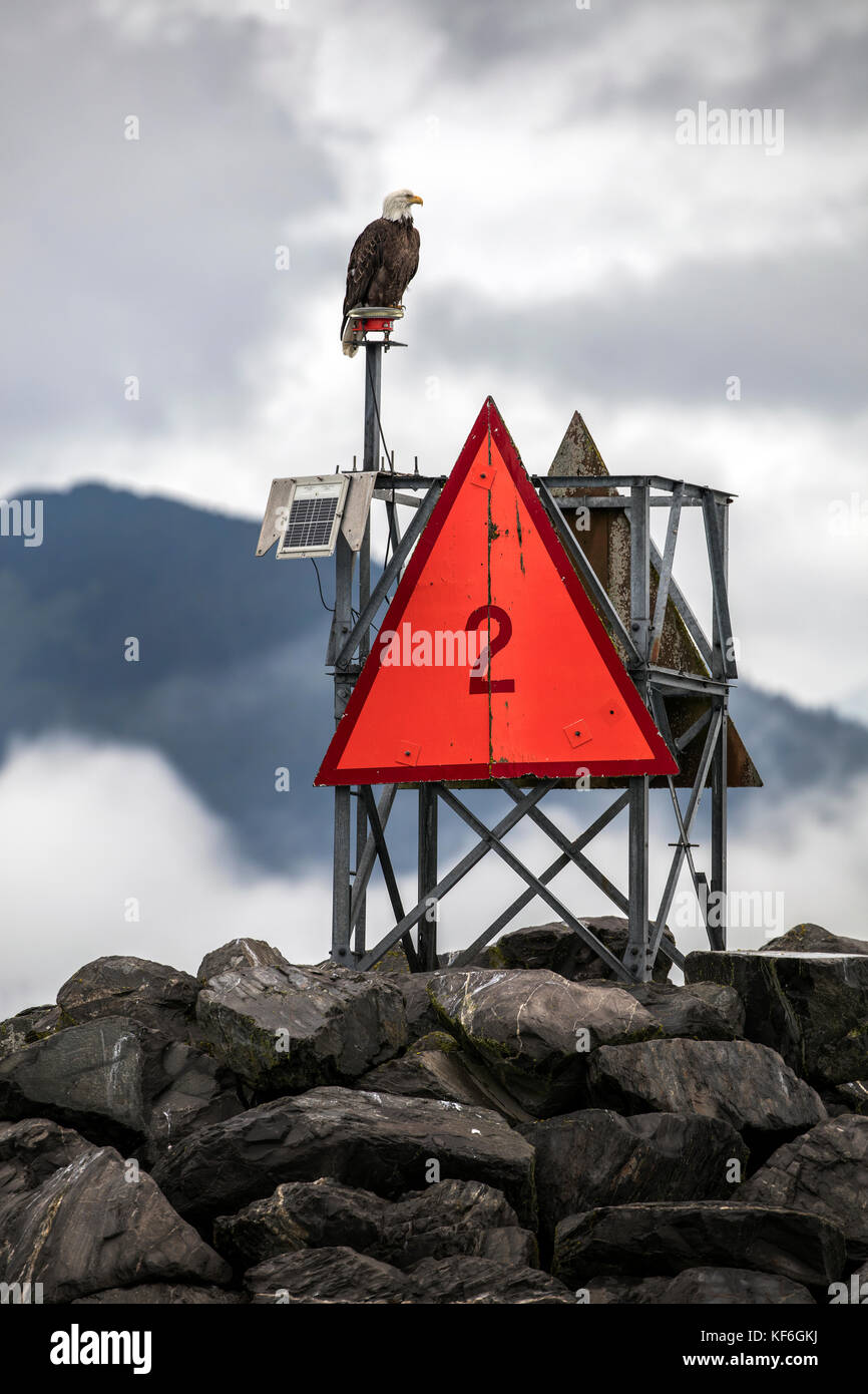 Usa, Alaska, Seward, ein Weißkopfseeadler auf dem Steg gesichtet, während in Richtung aus der Seward Hafen und Marina Stockfoto