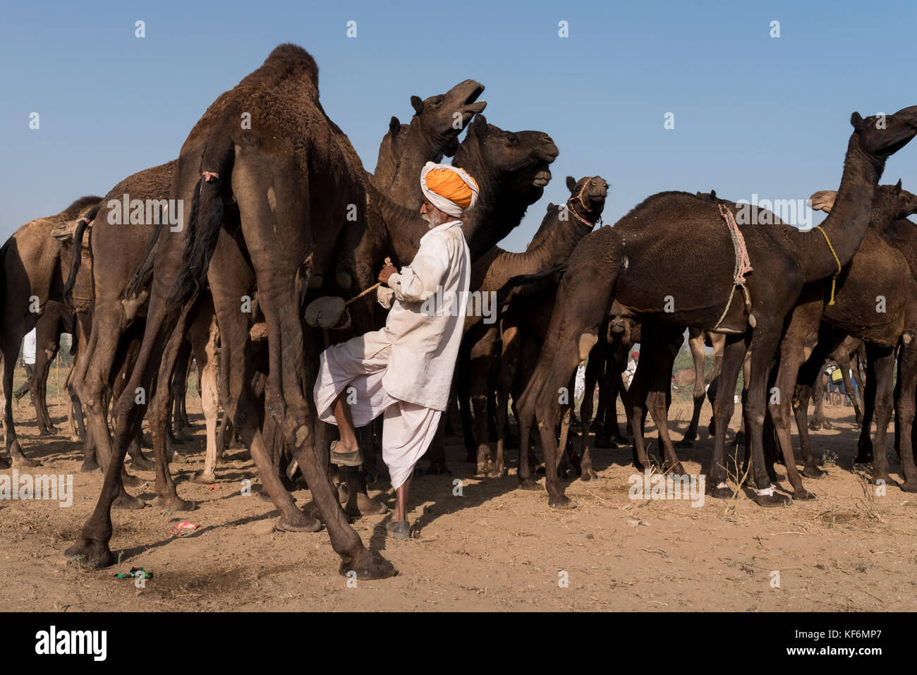 Pushkar, Indien. 25 Okt, 2017. man das Kamel Bein gebunden wird, sie an einer Stelle zu halten. Credit: ravikanth Kurma/alamy leben Nachrichten Stockfoto