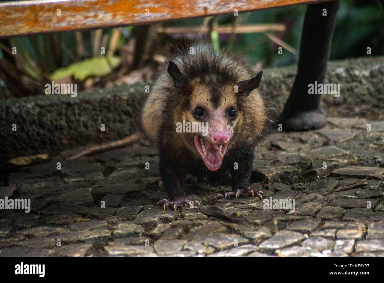 O is for opossum -Fotos und -Bildmaterial in hoher Auflösung – Alamy