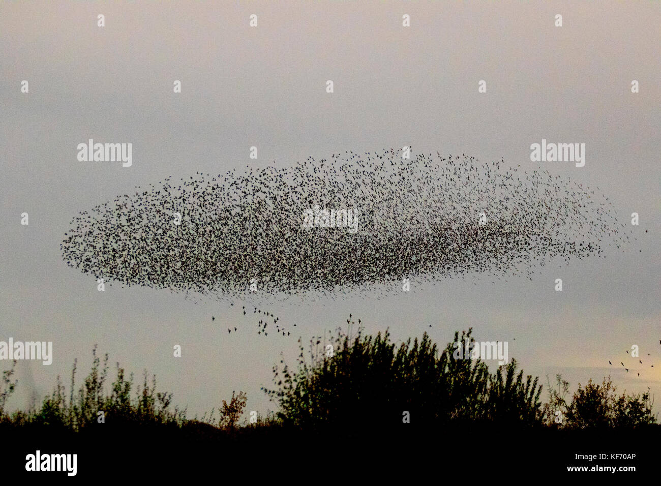 Ein spektakulärer Sonnenuntergang starling Flug, Erfassung und Gruppierungen, mit Silhouette Gruppen fliegen Beflockung, mumurate über Martin bloße Naturschutzgebiet bei Sonnenuntergang. Stare in Gruppe Migration, Silhouette, wirbelnden Formationsflug, Herden, Schwarm, wilde Vögel fliegen Formen als schätzungsweise 50 tausend Stare im Herbst Himmel. Das Geräusch oder Rattern mumuration zwischen der großen Zahl von Vögeln, wie sie fliegen, ist sehr intensiv und wird gedacht, Kommunikation als riesige Herden zu sein, die größte der letzten 12 Jahre gesehen, eine große Anzahl von Wildtieren Vogelbeobachter, Burscough, Großbritannien. Stockfoto