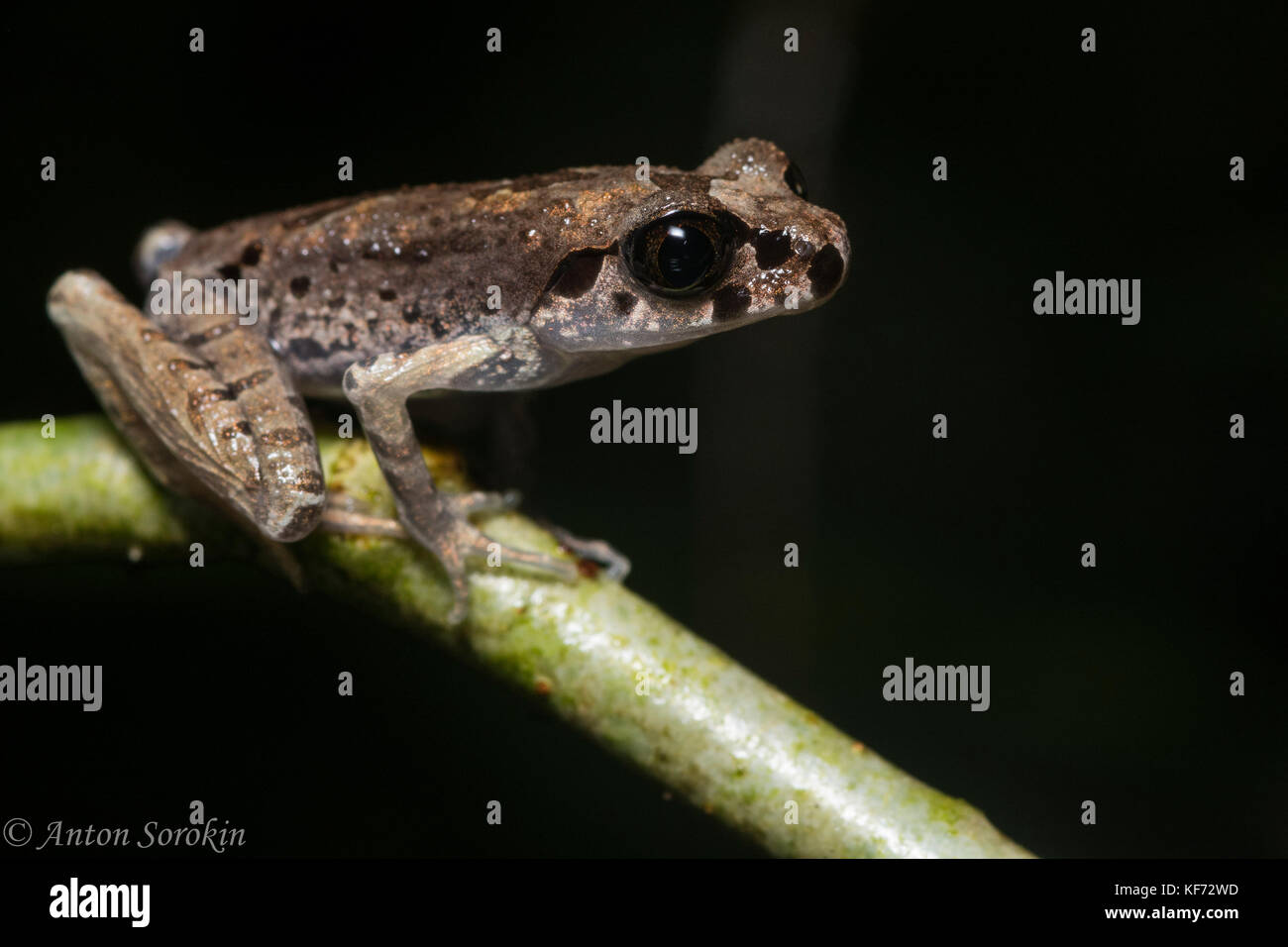 Eine kleine schmale Wurf Frosch wahrscheinlich Leptolalax sabahmontanus eine Spezies nur auf ein paar Berge in malaysischen Borneo gefunden. Stockfoto