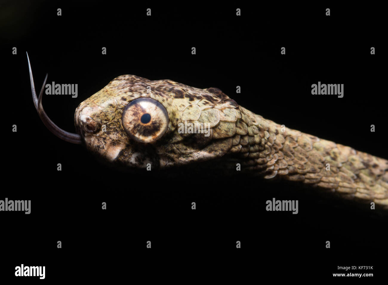 Eine Aplopeltura blunthead tree snake (BOA) von der Malaysischen Dschungel. Stockfoto