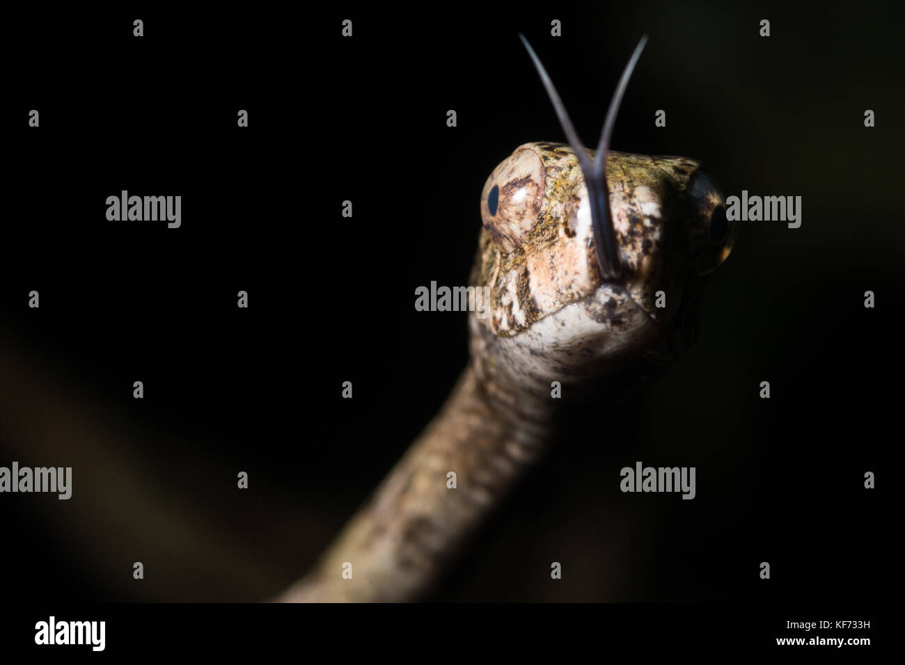 Eine Aplopeltura blunthead tree snake (BOA) von der Malaysischen Dschungel. Stockfoto