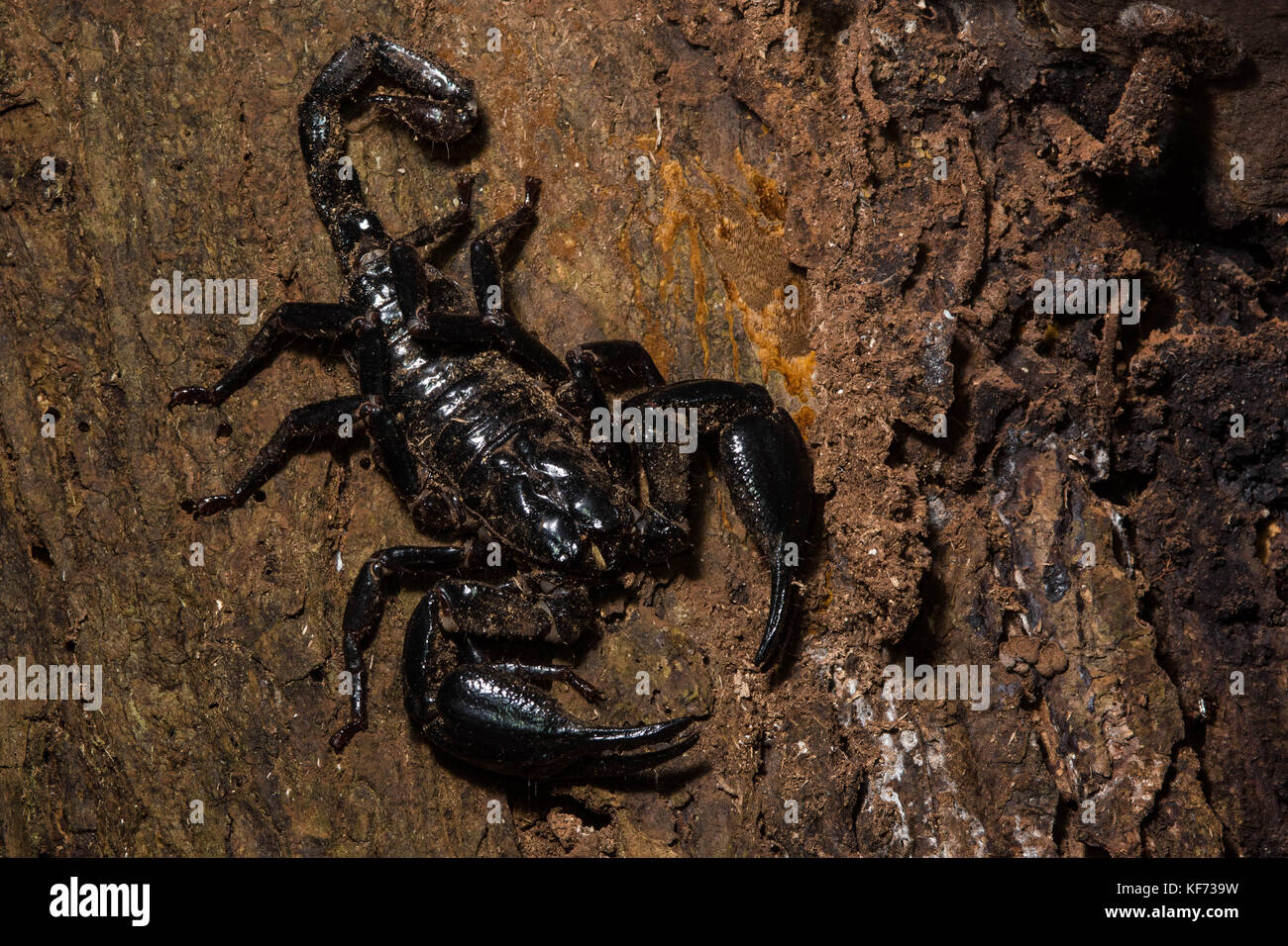 Eine große asiatische Wald scorpion (Heterometrus Arten) aus der Bornesischen Dschungel. Stockfoto