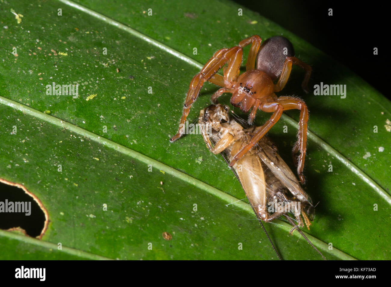 Eine Spinne bewachen ihre Mahlzeit, die aus einem Kricket es getötet. Stockfoto