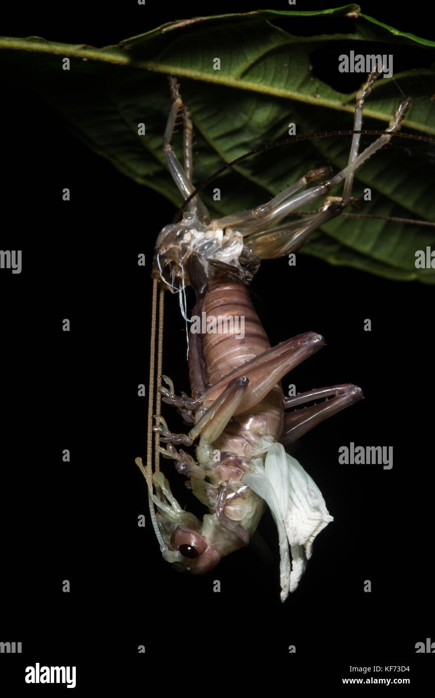 Eine katydid hängen von einem Blatt und Shedding seine Exoskelett und entwickelt sich zu einem neuen Erwachsenen. Stockfoto
