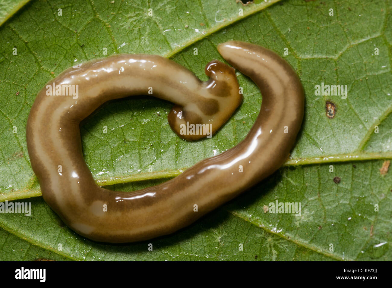 Flacher wurm Fotos und Bildmaterial in hoher Auflösung Alamy