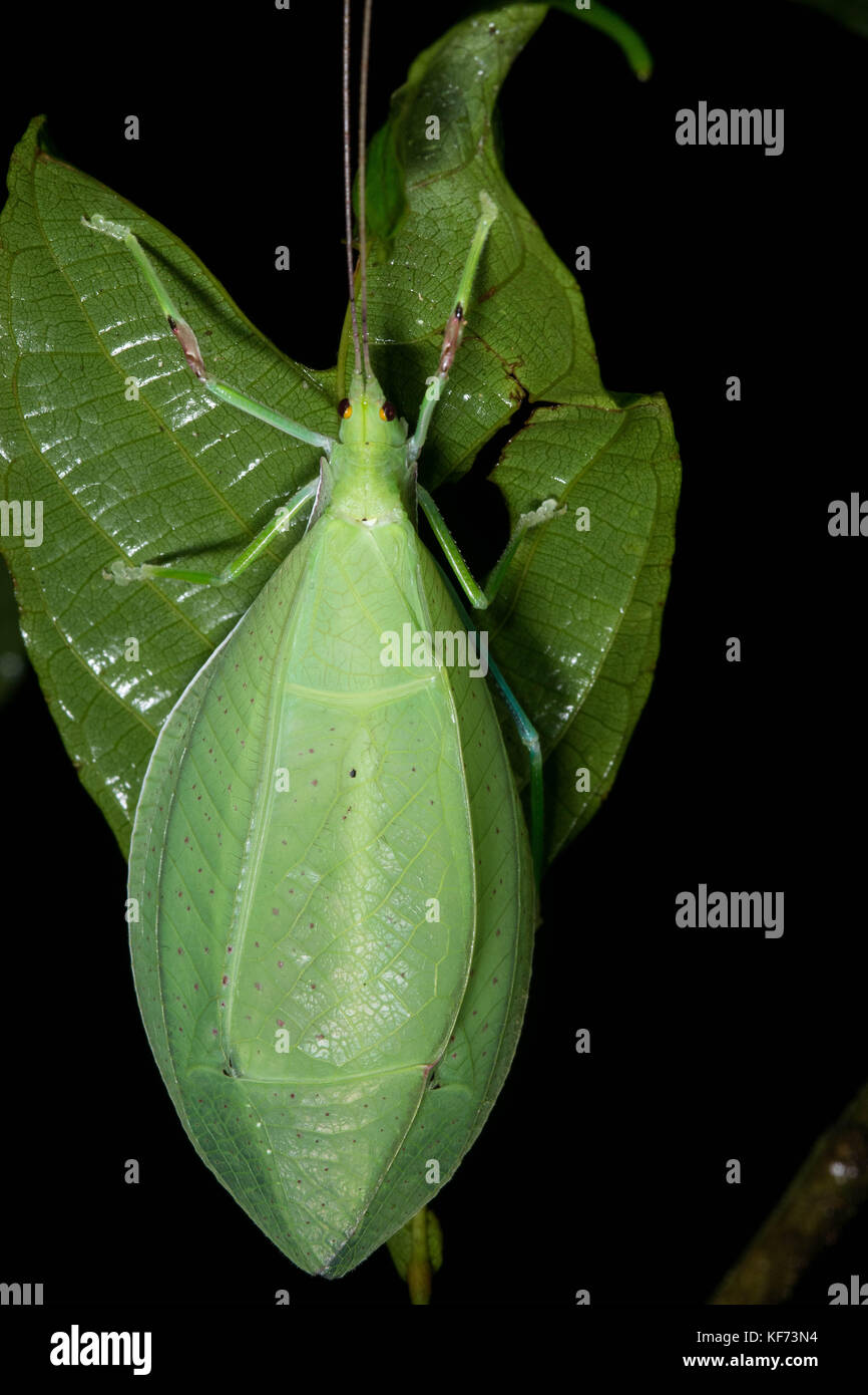 Eine bush Cricket sieht aus wie ein Blatt, das hält Sie vor Raubtieren sicher. Stockfoto