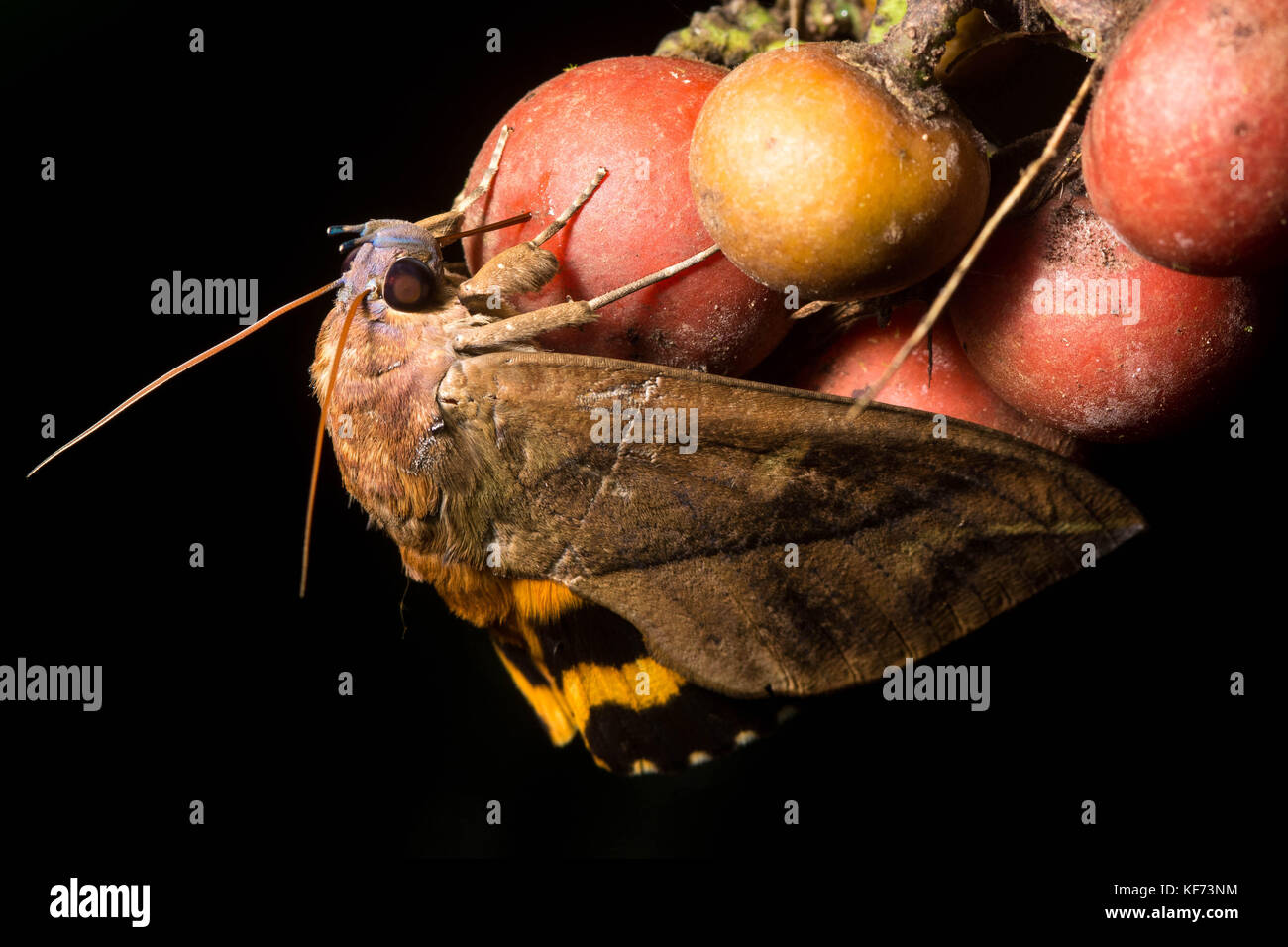 Eine Motte (Eudocima sp) ernährt sich von Früchten, es hat eine ungewöhnliche Anpassung und verwendet Sie proboscis die Frucht zu durchbohren. Stockfoto