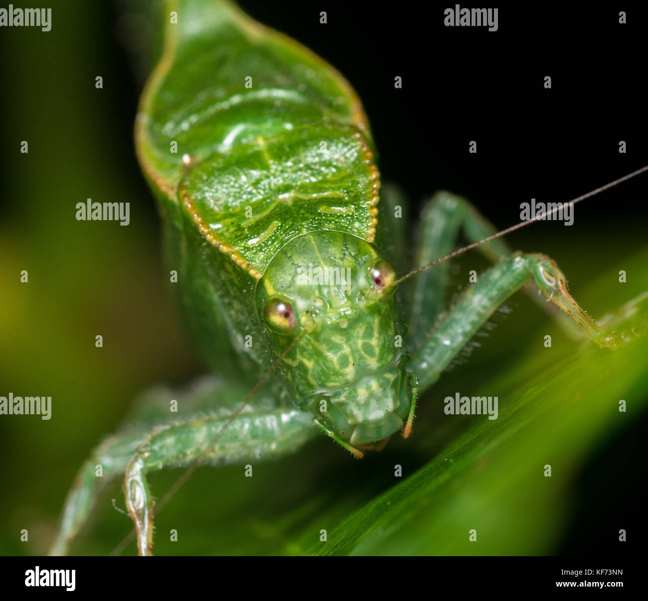 Eine große katydid Vom tropischen Dschungel von Sabah, Borneo, Malaysia. Stockfoto