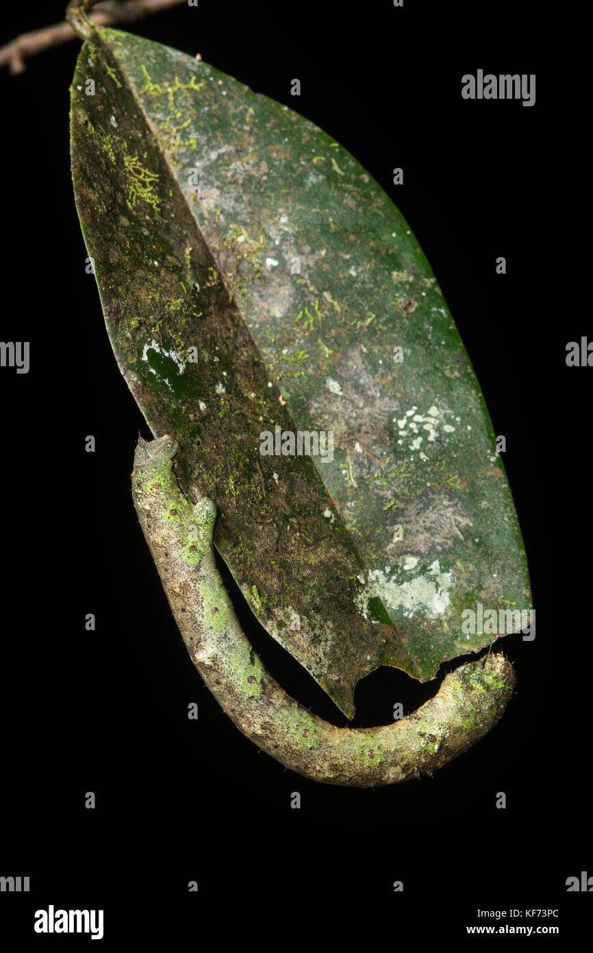 Ein Inchworm hängt auf die Unterseite eines Blattes im Dschungel in Borneo. Stockfoto