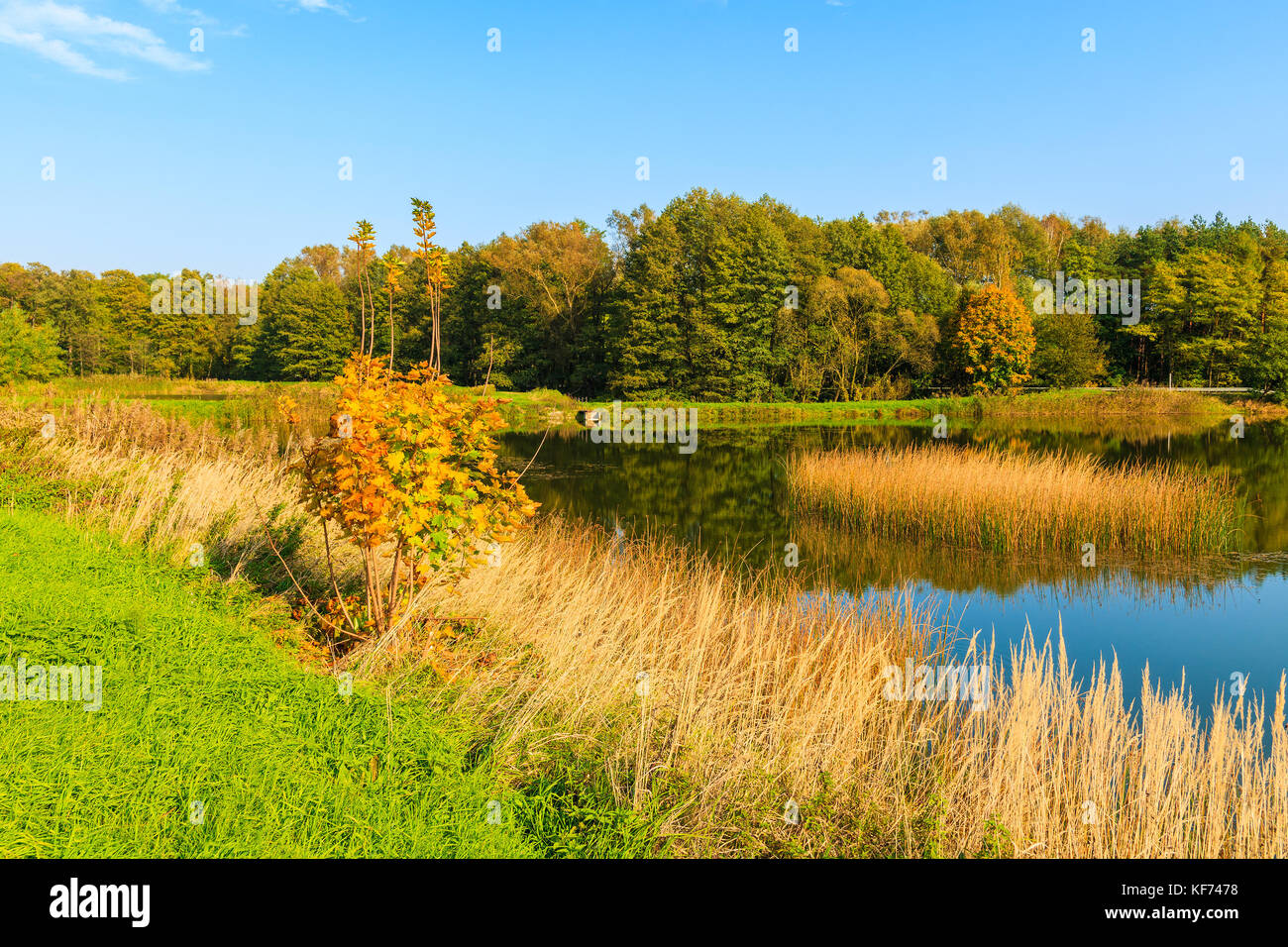 Goldene Farbe Gras und Bäume am Ufer des kleinen Sees im Herbst Saison, Polen Stockfoto