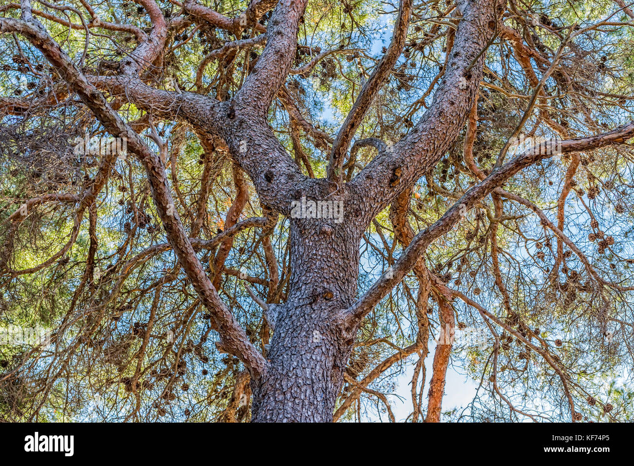 Pine Tree Baumkrone. Stockfoto