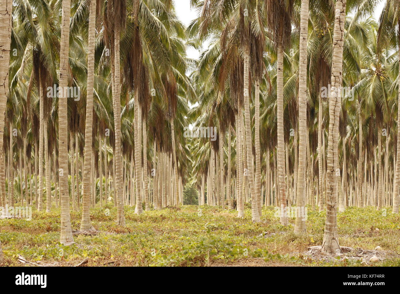 Coconut Tree Grove in einer Kokosnuss Farm in Brasilien Stockfoto