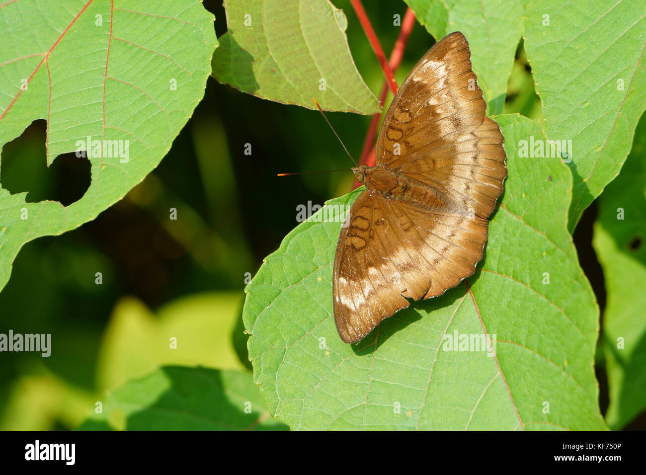 Schmetterling auf grünes Blatt in der Morgensonne Stockfoto