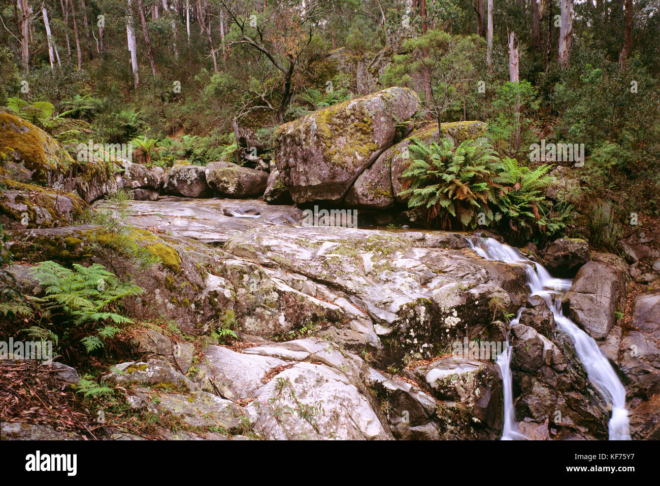 Abschnitt Tantawangalo, Six Mile Creek. South East Forests National Park, New South Wales, Australien Stockfoto