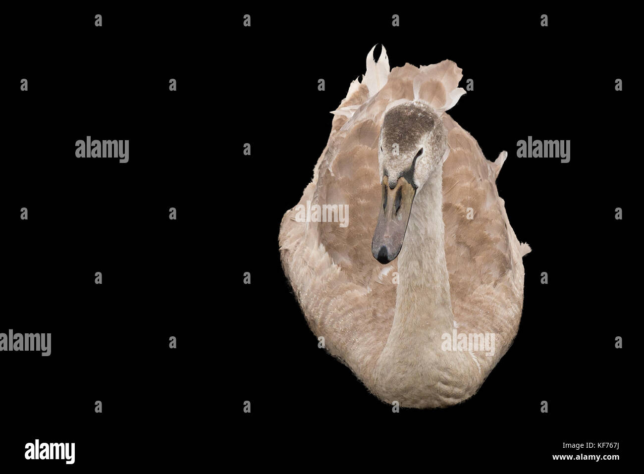 Fawn signet Schwan auf schwarzen Hintergrund mit viel Raum isoliert für Text hinzugefügt werden. Eine gute wildlife Bild einer jungen Signet. Stockfoto