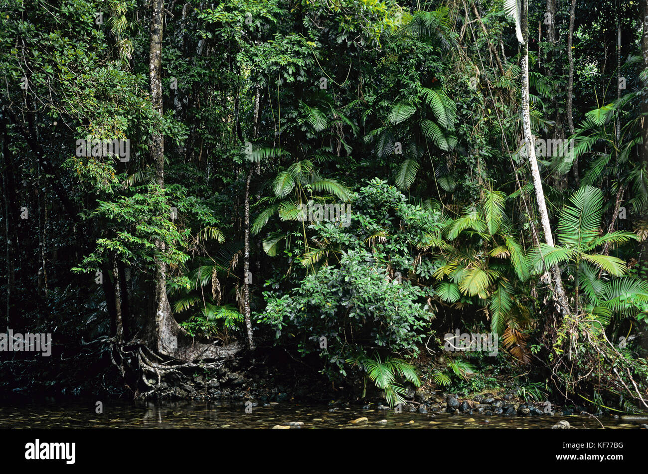 Emmagen Creek, im tropischen Regenwald der Tiefebene. Daintree National Park, Queensland, Australien Stockfoto