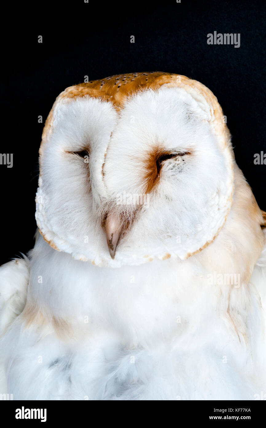 UK. Eine Schleiereule (Tyto alba) möglicherweise in die Freileitungen geflogen, tot im Herefordshire Landschaft gefunden - Stockfoto