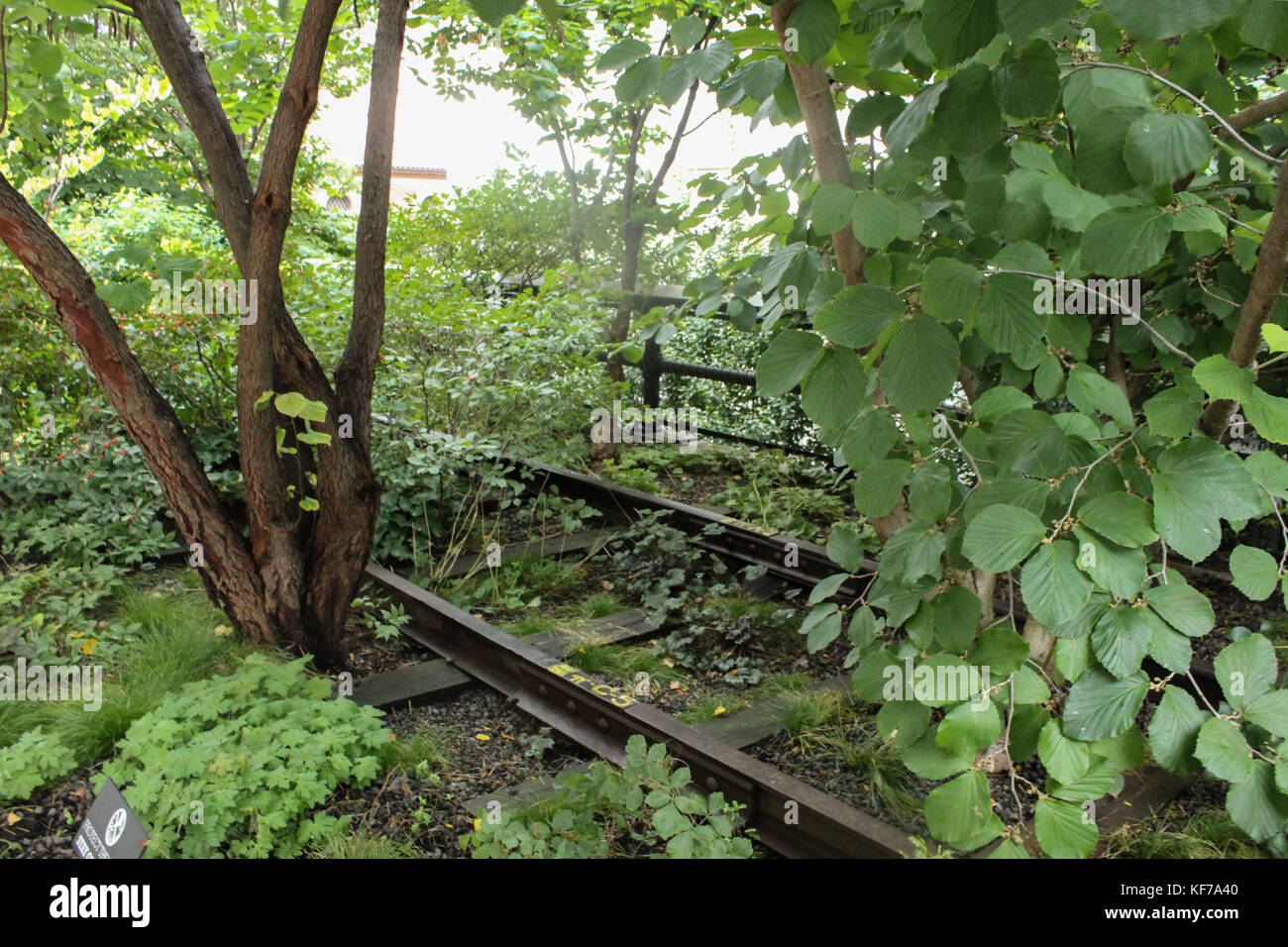 Überwucherte Schienen auf der High Line Stockfoto