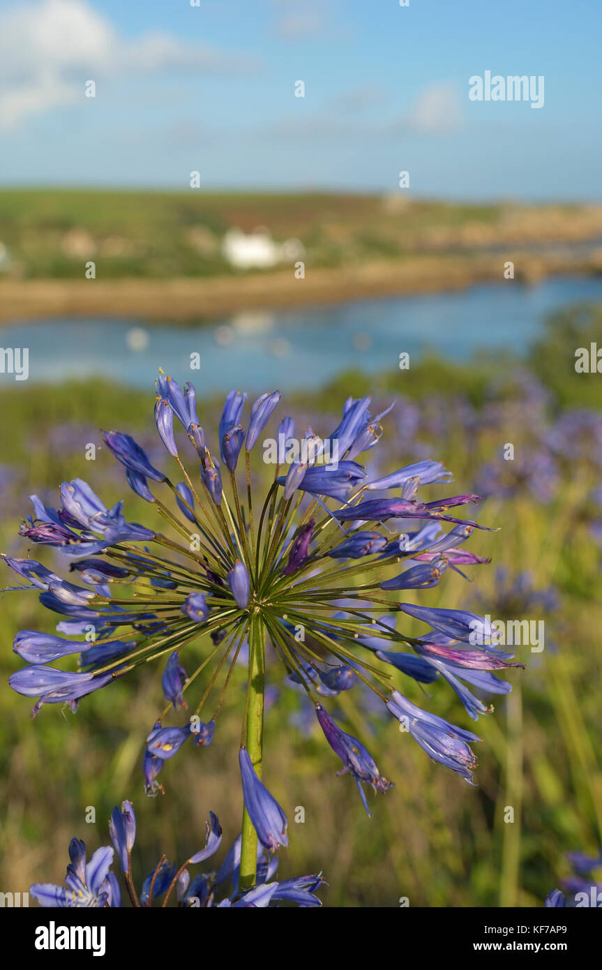 Wild agapanthus Blüten wächst Altstadt Bay, St Marys, Isles of Scilly, Cornwall, England, Großbritannien Stockfoto