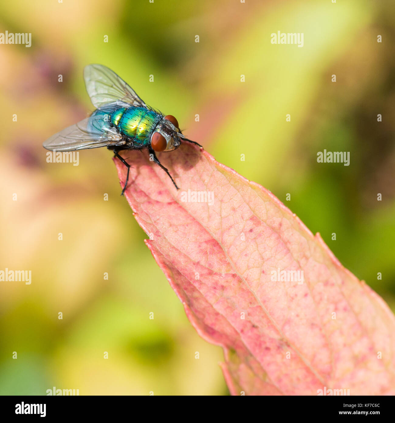 Eine Makroaufnahme eines grün metallic suchen Fliegen sitzen auf ein braunes Blatt. Stockfoto