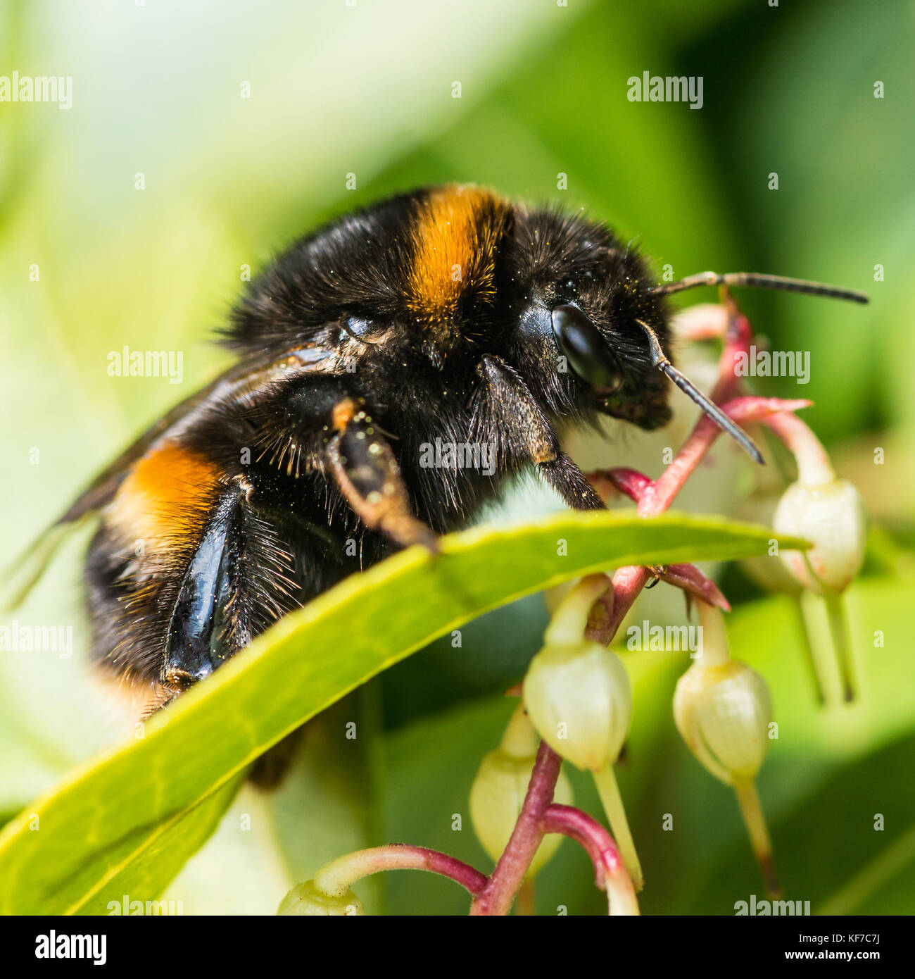 Eine Makroaufnahme einer Hummel erforschen eine pieris Bush. Stockfoto