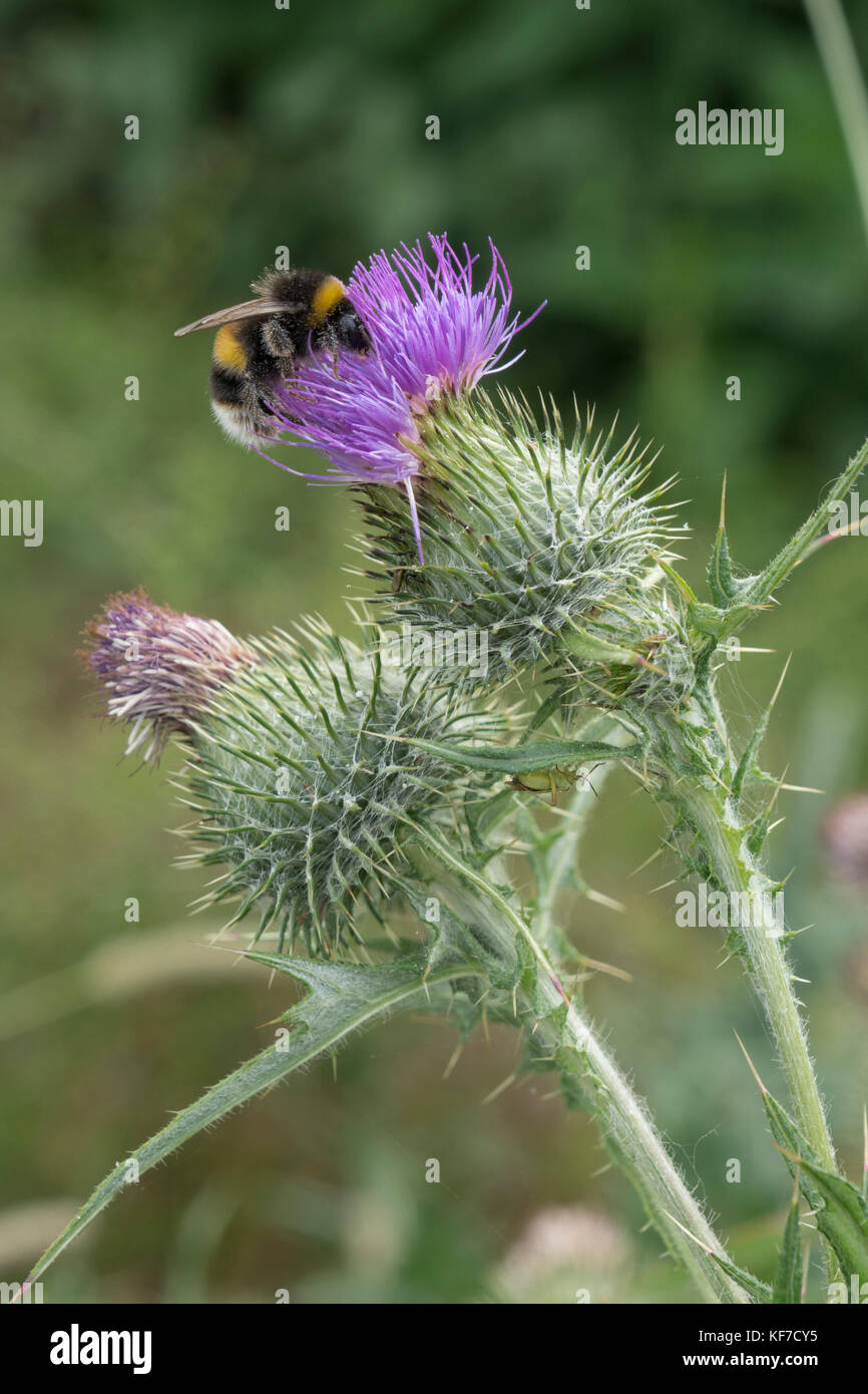 Hummel auf einer Distel Stockfoto