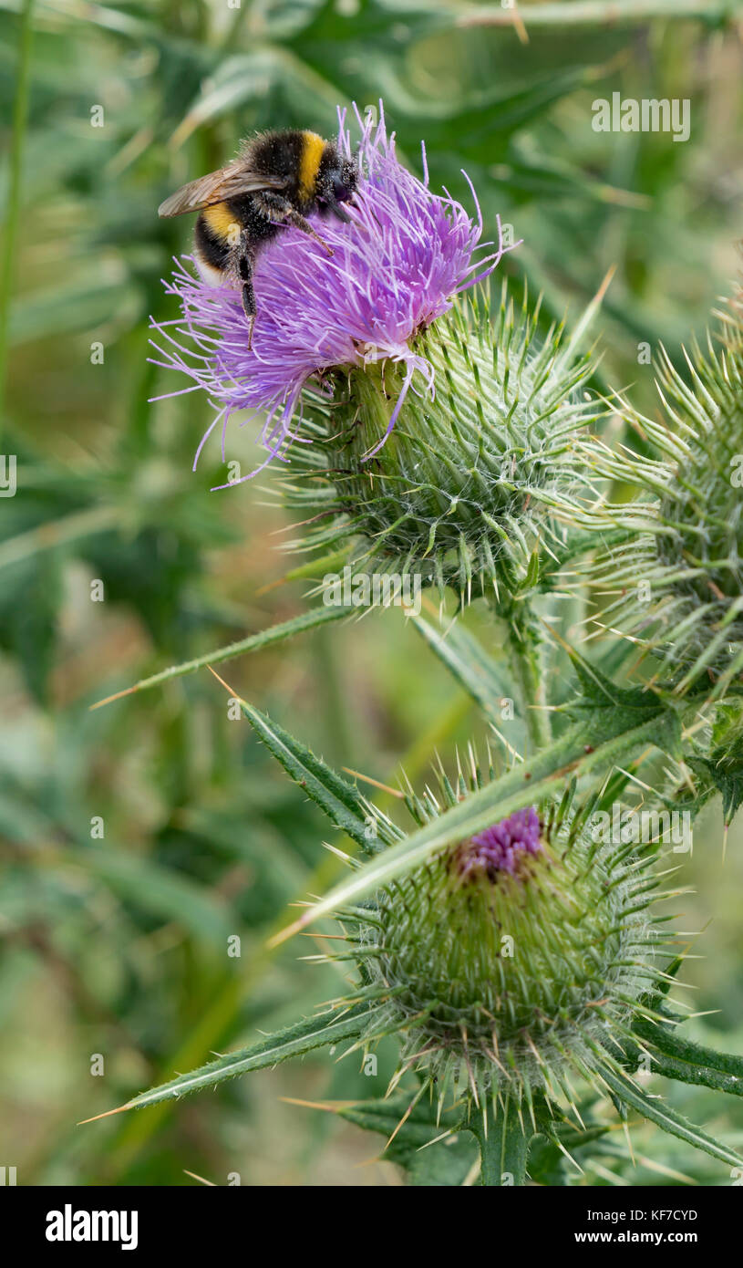 Hummel auf einer Distel Stockfoto