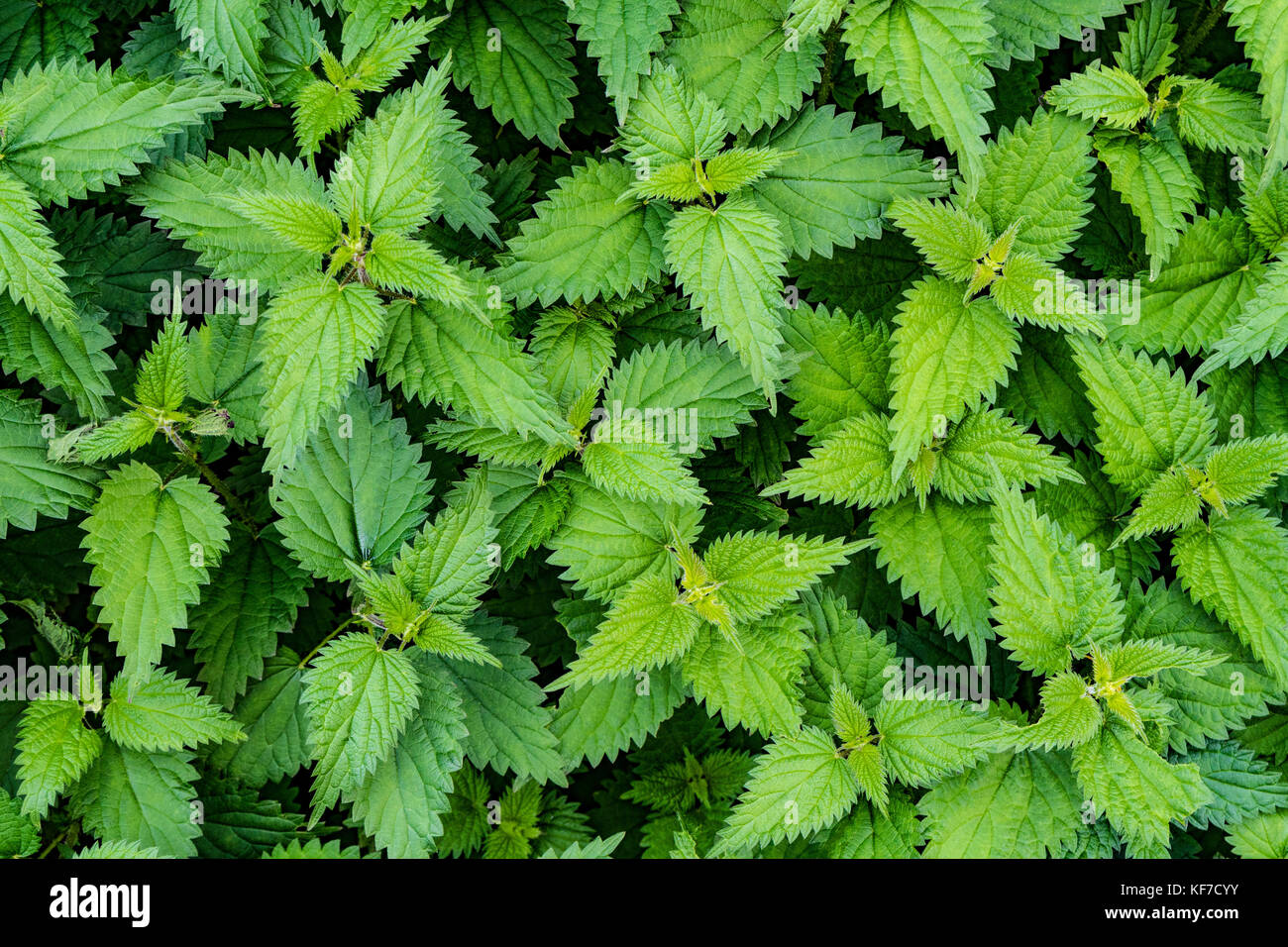 Hintergrund der grünen Brennessel Blätter Stockfoto