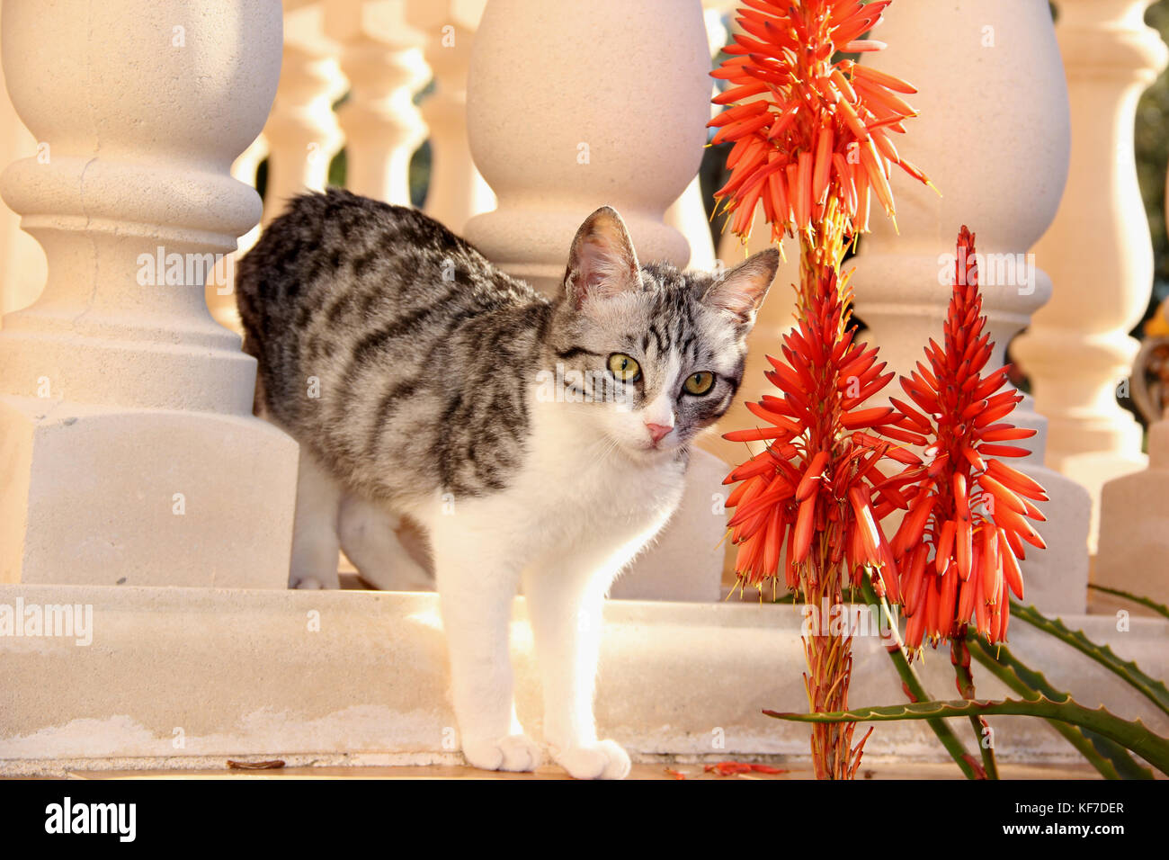 Hauskatze, schwarz silber tabby White, Stockfoto