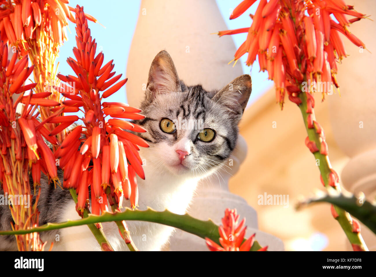Hauskatze, schwarz silber tabby White, Stockfoto