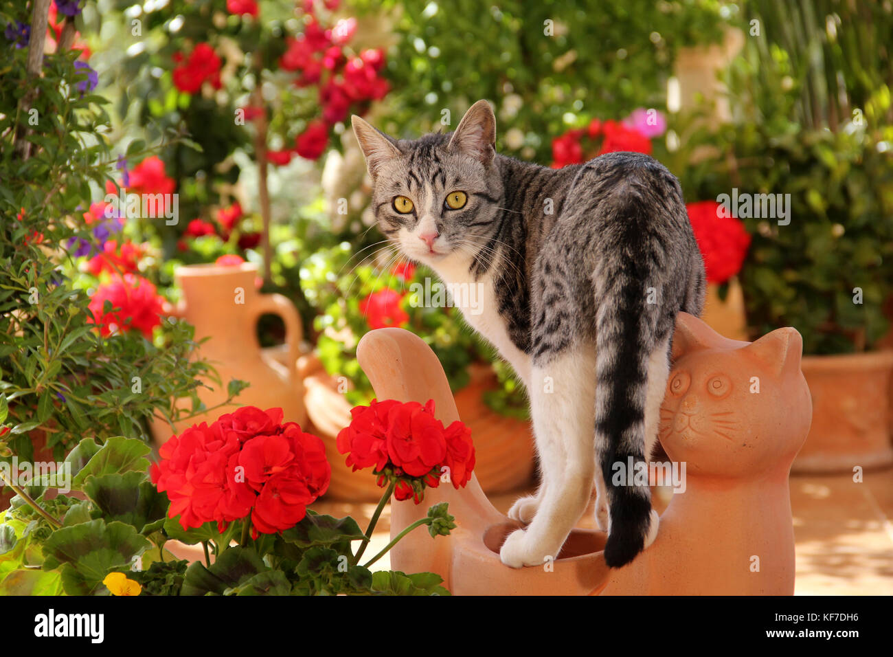 Hauskatze, schwarz silber tabby White, Stockfoto