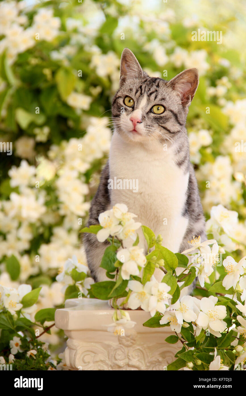 Hauskatze, schwarz silber tabby White, Stockfoto
