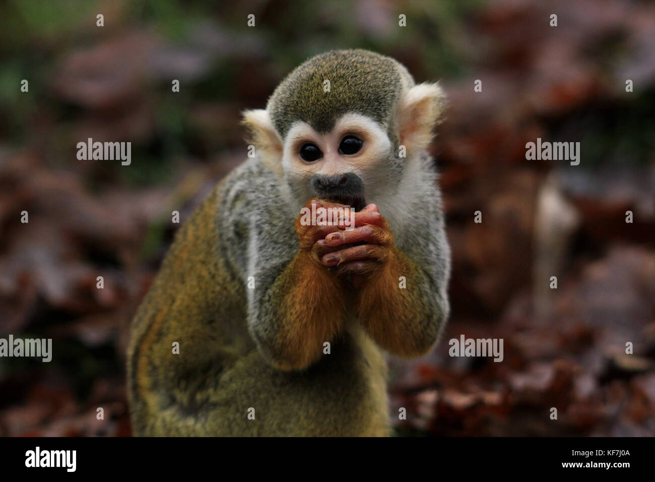 Gemeinsame Totenkopfäffchen (Saimiri sciureus) essen. Stockfoto