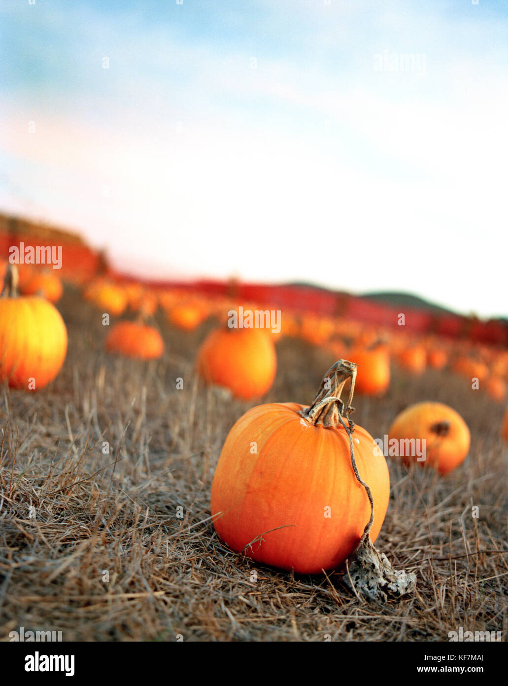 Usa, Kalifornien, Half Moon Bay, Kürbisse in einem Feld an der Bob Pumpkin Patch. Stockfoto