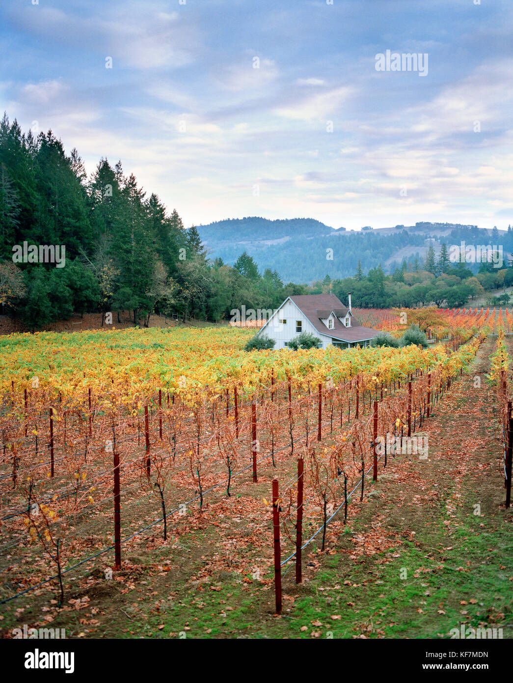 Usa, Kalifornien, malerischen Blick auf einen calistoga Weingut im Napa Valley Stockfoto