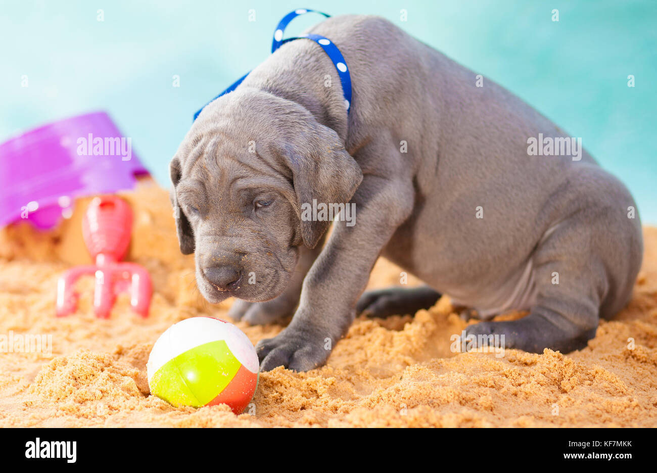 Grau Deutsche Dogge Welpen, scheint jemand zu Fragen zu Spielen Stockfoto