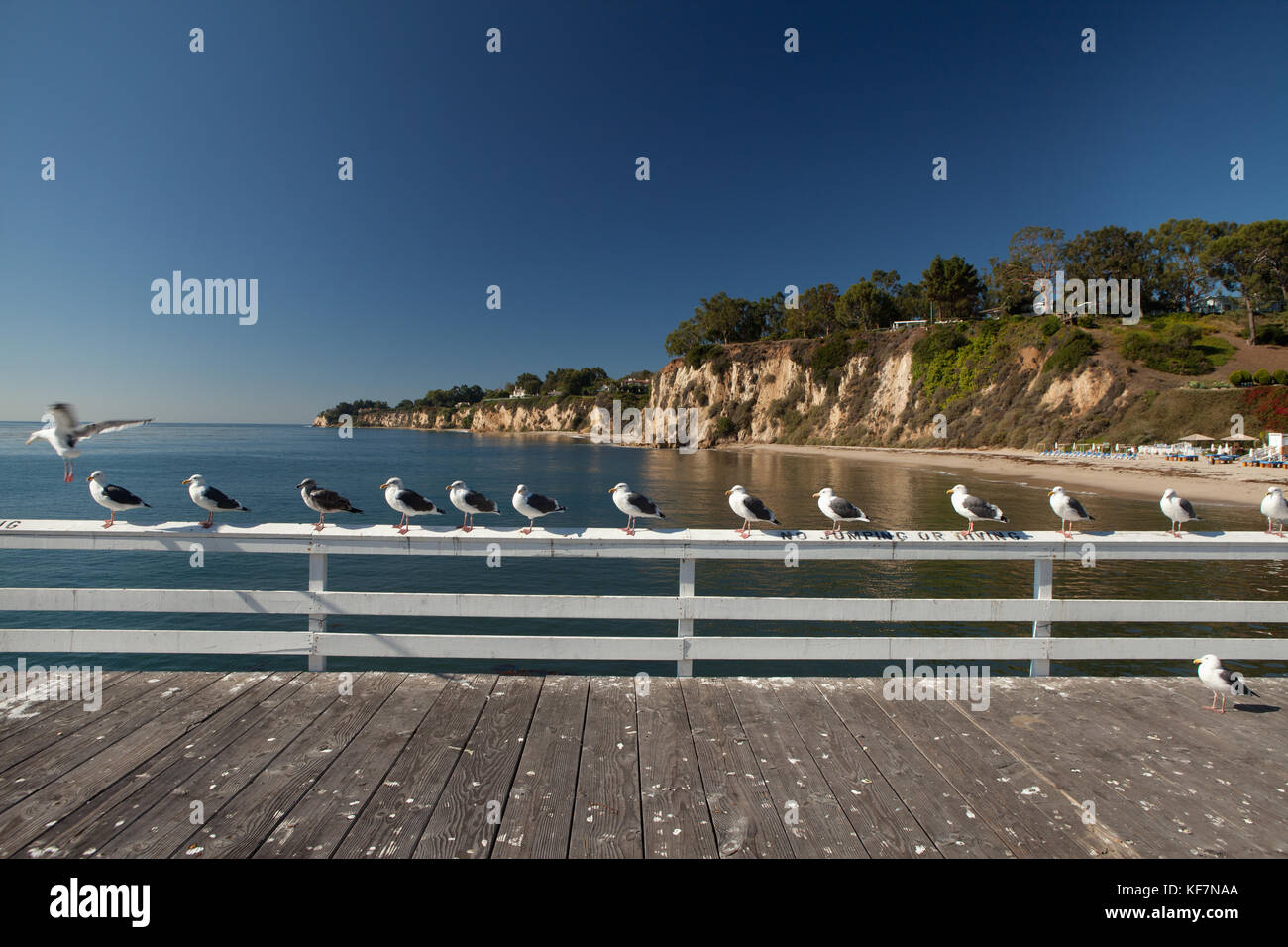 Usa, California, Malibu, Möwen sitzen auf einem Geländer auf der Pier im Paradise Cove Stockfoto