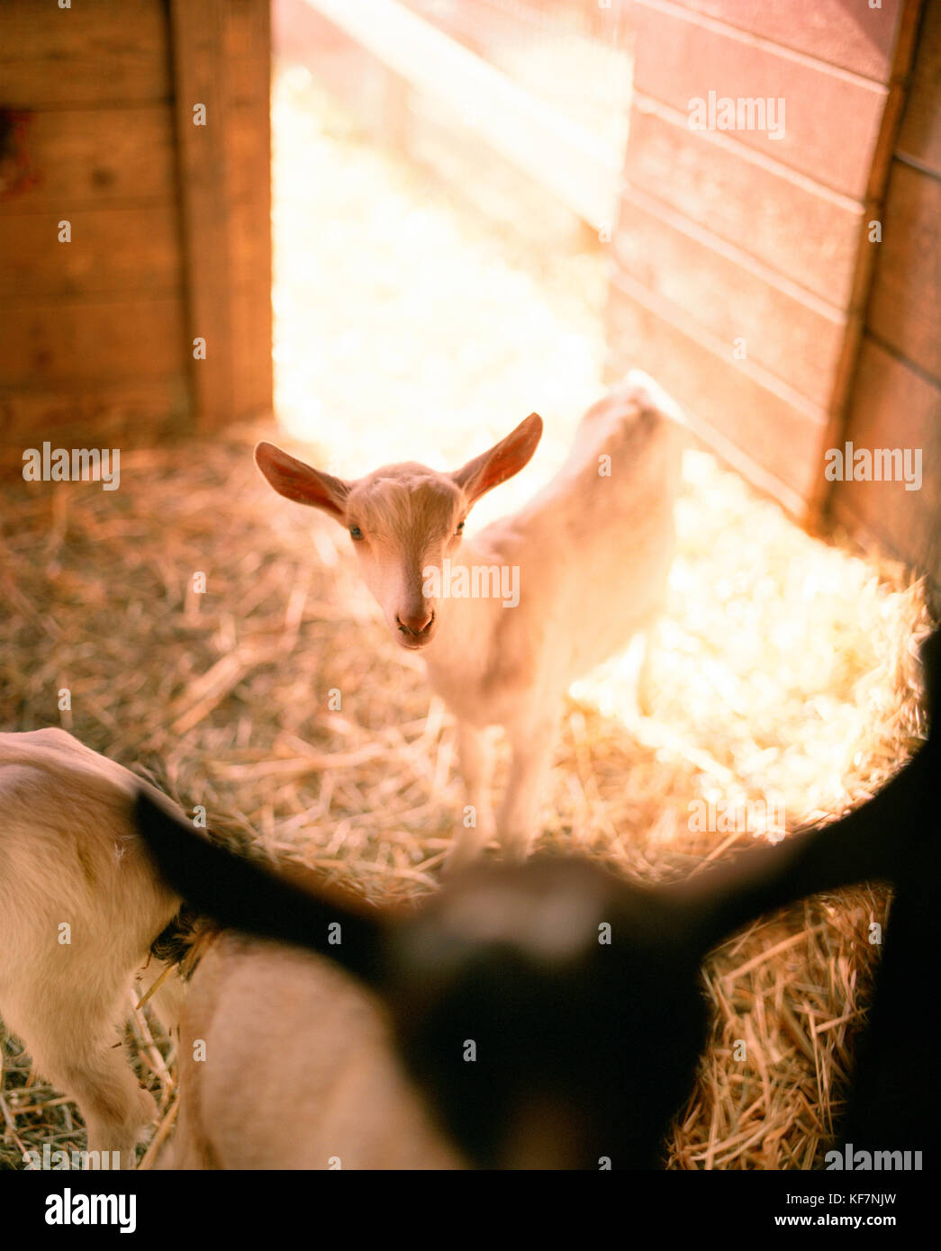 USA, Kalifornien, Sebastopol, Redwood Hill Ziegenbaby auf der Redwood Hill Farm Stockfoto