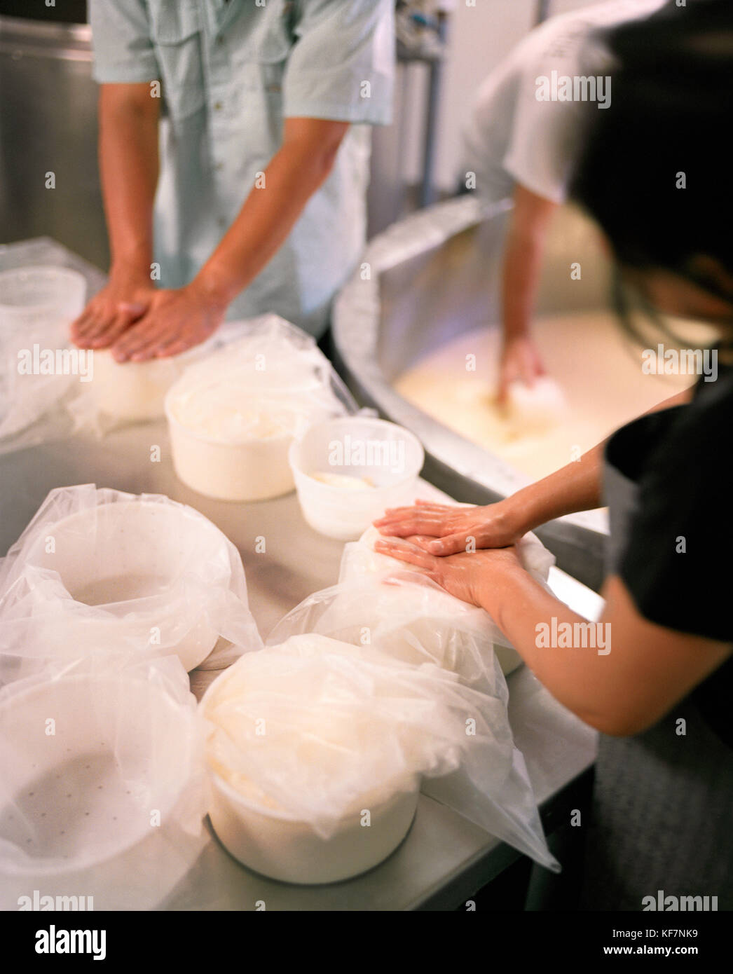 USA, Kalifornien, Petaluma, Herstellung Räder von Ziegenmilchkäse mit Quark in Andante Dairy Stockfoto