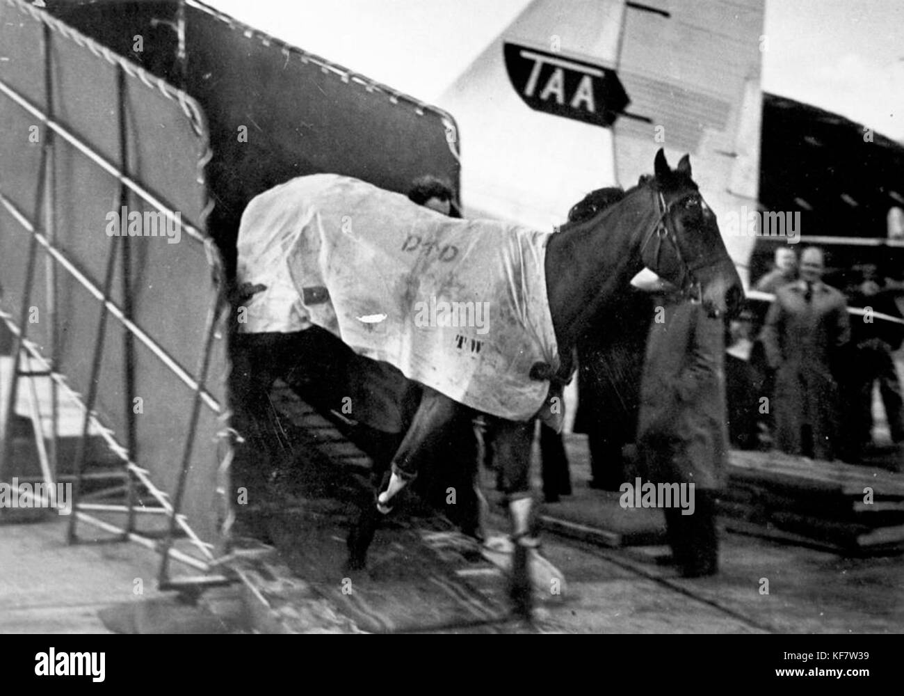 1 121904 Pferd entladen aus einem Trans Australien Flugzeug Airlines, 1947 Stockfoto