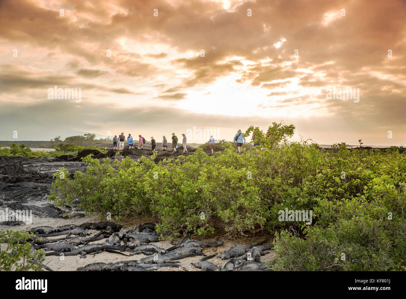 Galapagos, Ecuador, eine Gruppe von Menschen heraus hängen am Strand und beobachten den Sonnenuntergang von Fernandina Insel Stockfoto