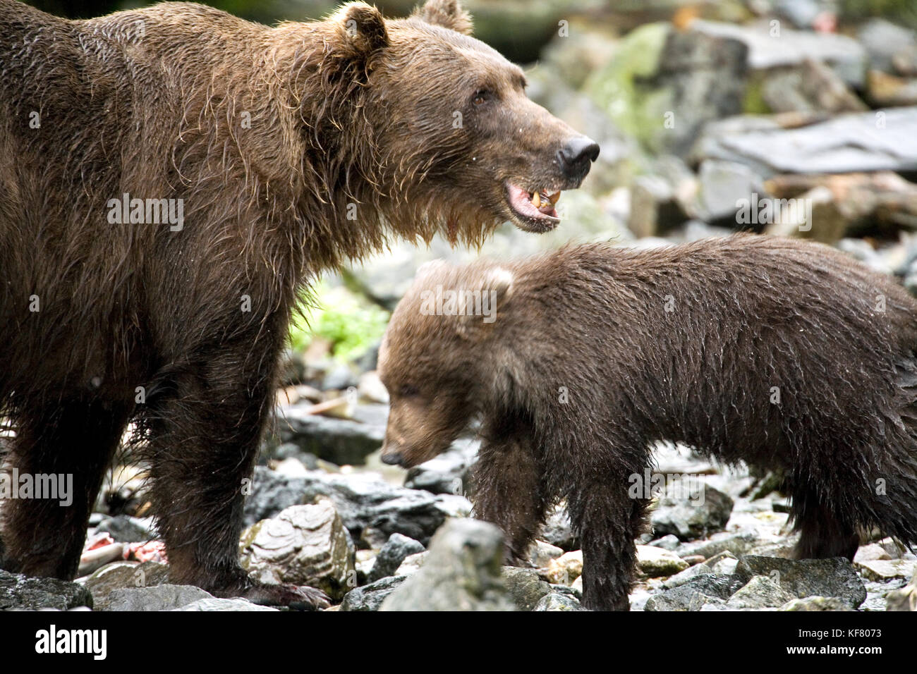 Usa, Alaska, Grizzly Bär Mutter und Jungtier, Wolverine Cove, redoute Bay Stockfoto