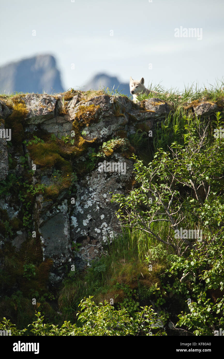 Usa, Alaska, Homer, ein Wolf Uhren nach Ihrem Welpen von der Spitze eines grassy Knoll, heiliget Bay, Katmai National Park, katmai Halbinsel, Golf von Alaska Stockfoto